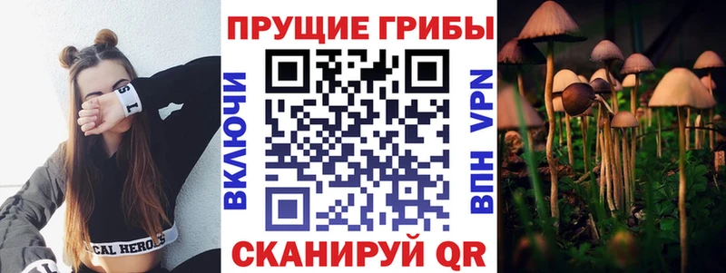 Купить закладки  Приморск  Псилоцибиновые грибы Cubensis 